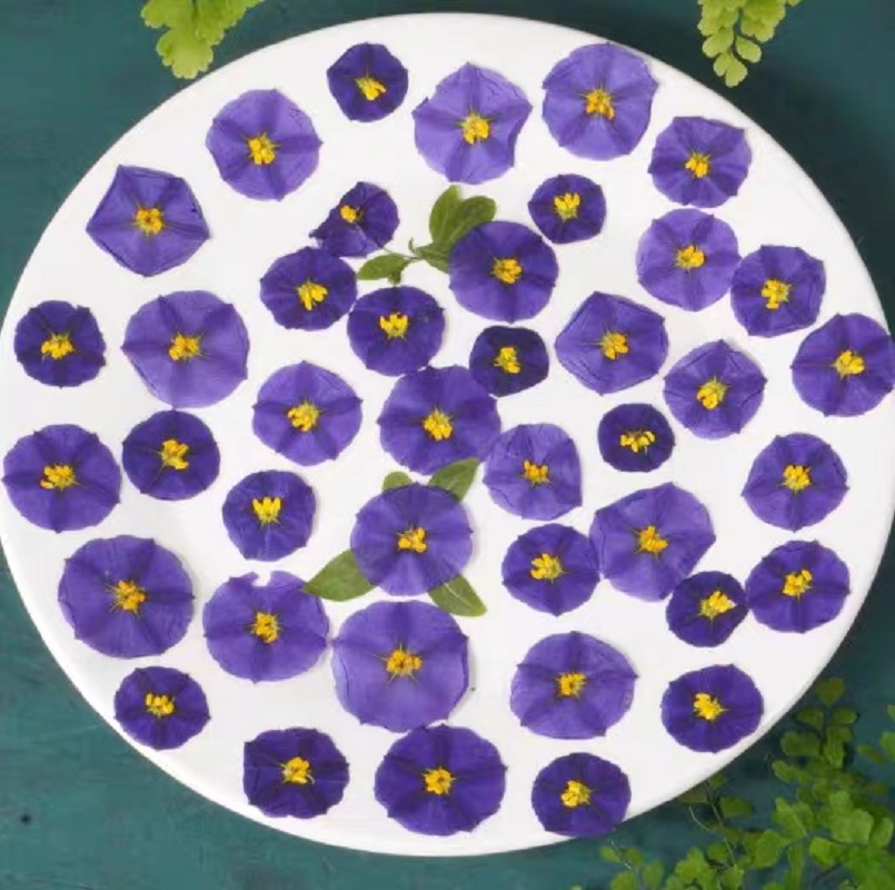 Dried Flower Bookmark - 100 Buah Lampu Rias Wajah Casing