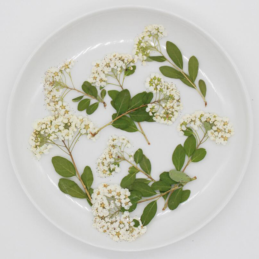 Dried Flower Bookmark - Bunga Spiraea Putih Alami Kering yang