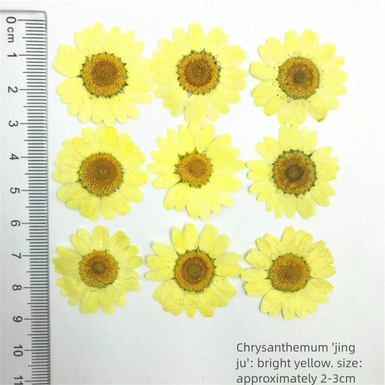 100Pcs Kelopak Bunga Krisan Ke - Dried Flower Bookmark ulasan dan harga