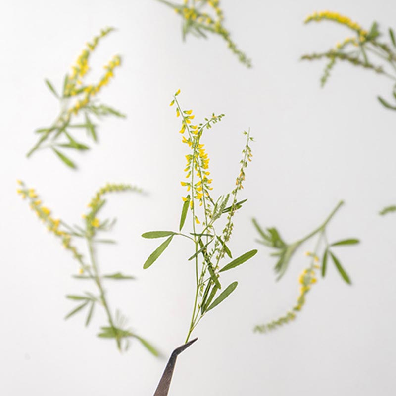 60 Buah Kristal Meliptus Kunin - Dried Flower Bookmark ulasan dan harga