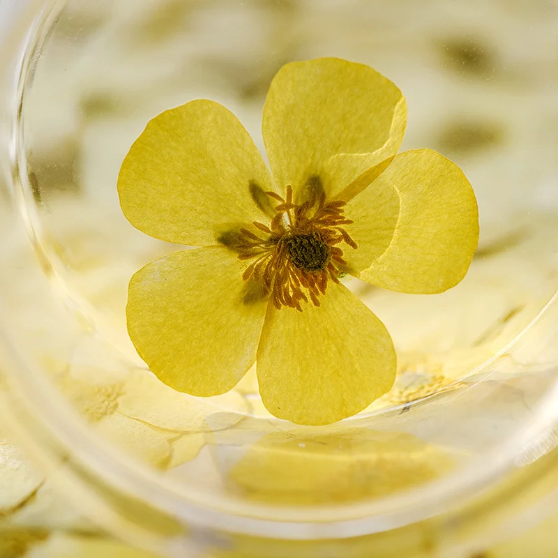 100Pcs Bunga Ranunculus Kering - Dried Flower Bookmark ulasan dan harga