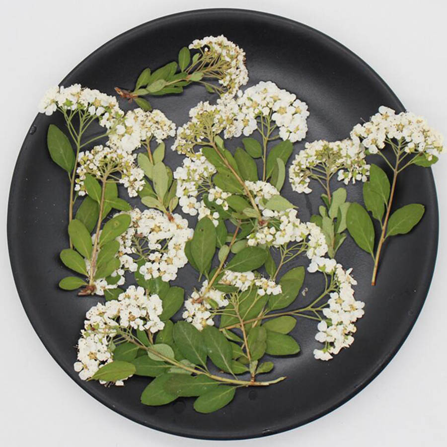 Bunga Spiraea Putih Alami Keri - Dried Flower Bookmark ulasan dan harga