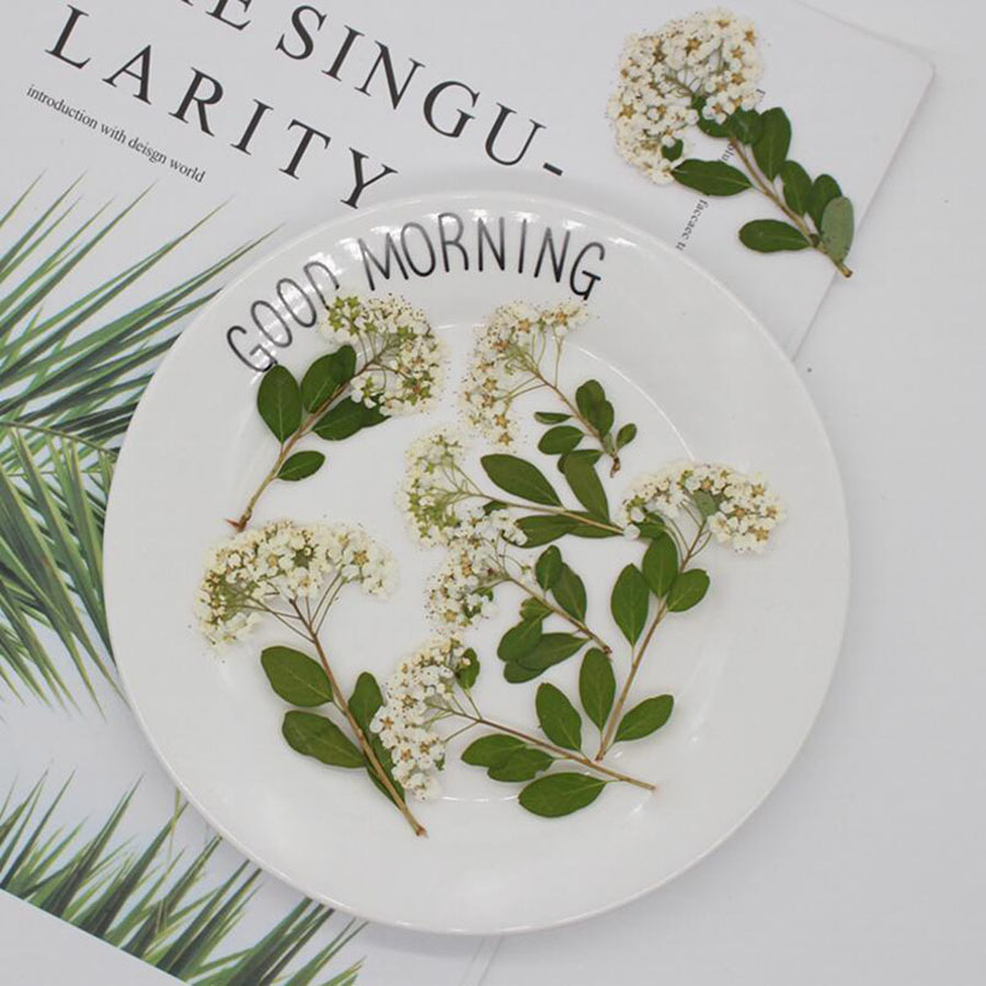 Bunga Spiraea Putih Alami Keri - Dried Flower Bookmark ulasan dan harga