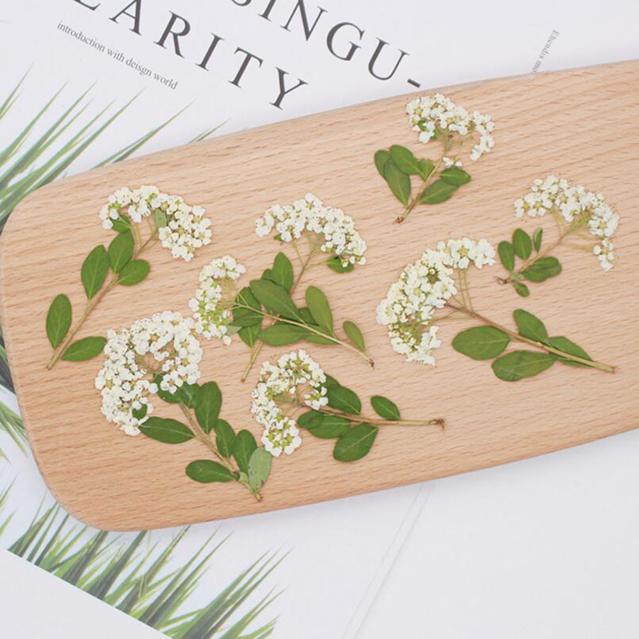 Bunga Spiraea Putih Alami Keri - Dried Flower Bookmark ulasan dan harga